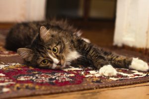 cat-relaxing-on-clean-rug